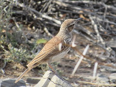 Certhilauda subcoronata