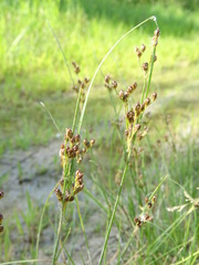 Juncus compressus