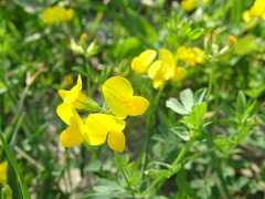 Lotus corniculatus