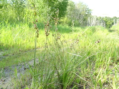 Juncus compressus