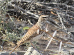 Certhilauda subcoronata