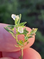 Teucrium trifidum