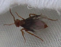 Lasius subumbratus