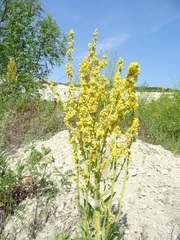 Verbascum lychnitis