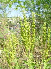 Veronica teucrium