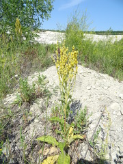 Verbascum lychnitis