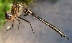 Somatochlora williamsoni