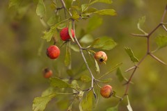 Crataegus spathulata