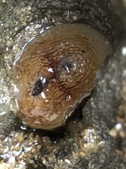 Zirfaea
