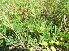 Astragalus glycyphyllos