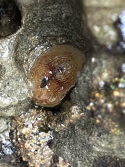 Zirfaea