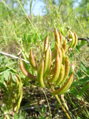 Astragalus glycyphyllos