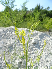 Melilotus officinalis