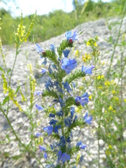 Echium vulgare