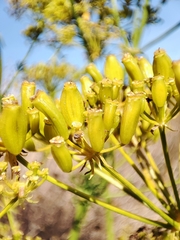Ferulago capillaris