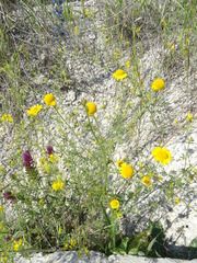 Cota tinctoria