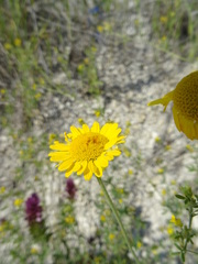 Cota tinctoria