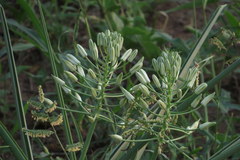 Albuca seineri