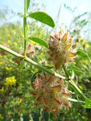 Glycyrrhiza echinata