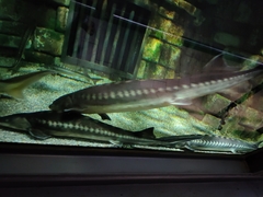 Acipenseridae
