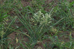 Albuca seineri