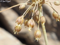 Allium hermoneum