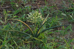 Albuca seineri