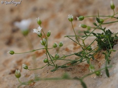 Arenaria libanotica