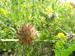 Glycyrrhiza echinata