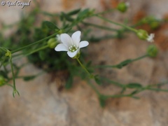 Arenaria libanotica