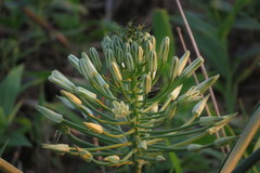 Albuca seineri