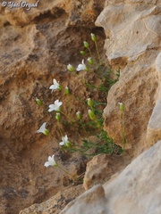 Arenaria libanotica