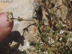 Bolanthus hirsutus