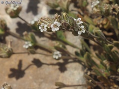 Bolanthus hirsutus