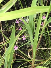 Centaurium pulchellum