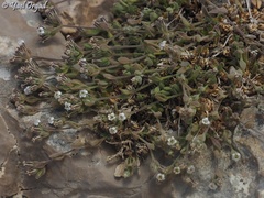 Bolanthus hirsutus
