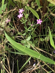 Centaurium pulchellum