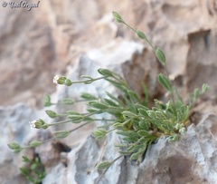 Bolanthus hirsutus