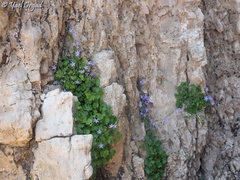 Campanula cymbalaria