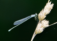 Enallagma exsulans