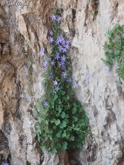 Campanula cymbalaria