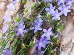 Campanula cymbalaria