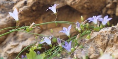Campanula cymbalaria