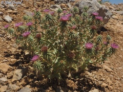 Cousinia hermonis
