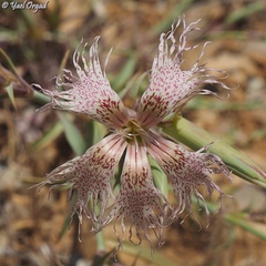 Dianthus libanotis