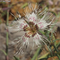 Dianthus libanotis