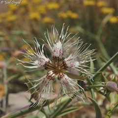 Dianthus libanotis