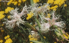 Dianthus libanotis