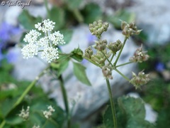 Heracleum humile