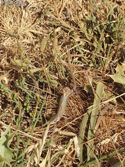 Heremites vittatus